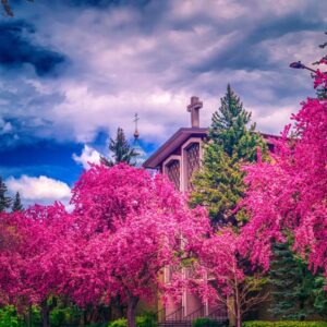 Rayon de gratitude B