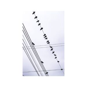 Rayon de gratitude D